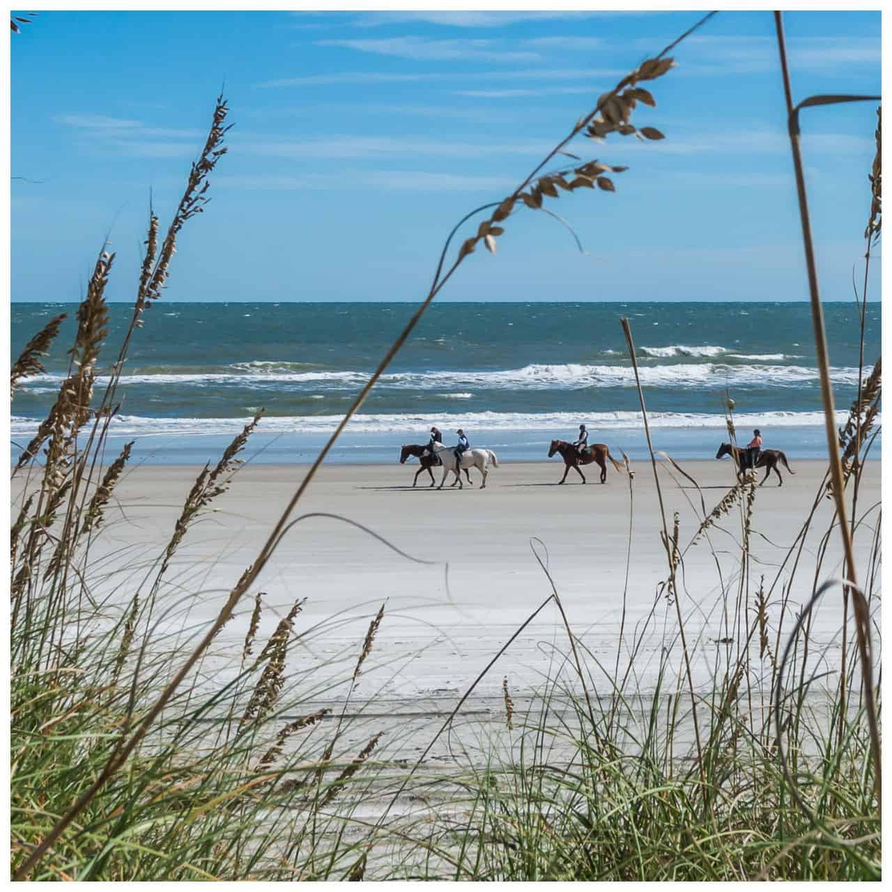 Horses on beach